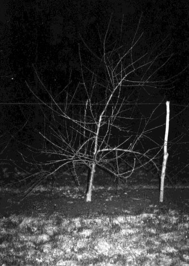 Architecture de l'arbre — Avrolles