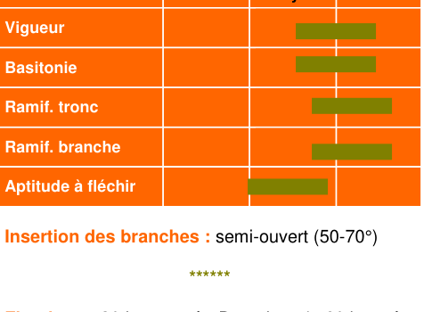 Schéma morphologique de l'arbre — Avrolles