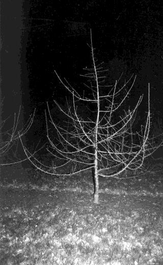 Architecture de l'arbre — Binet Rouge