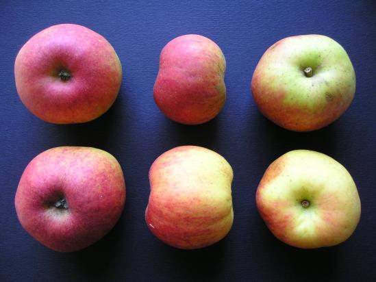 Pommes Binet Rouge
