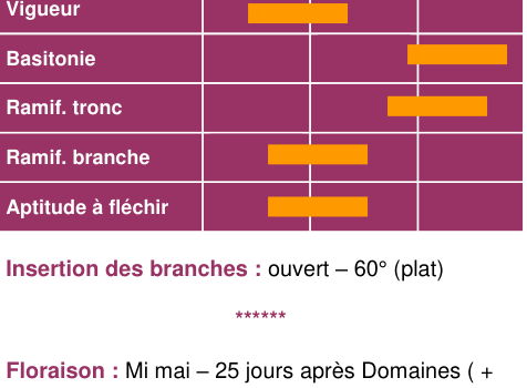 Schéma morphologique de l'arbre — Binet Rouge