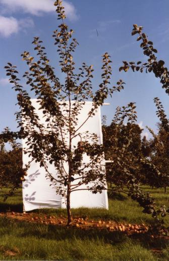 Architecture de l'arbre — Bisquet