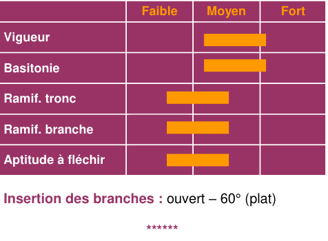 Schéma morphologique de l'arbre — Bisquet