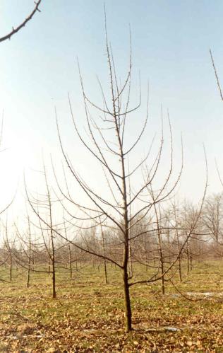 Architecture de l'arbre — Clos Renaux