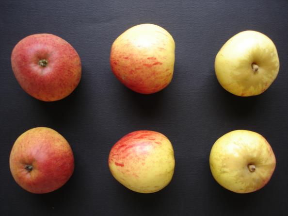Pommes Clos Renaux