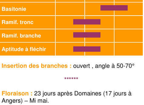 Schéma morphologique de l'arbre — Clos Renaux