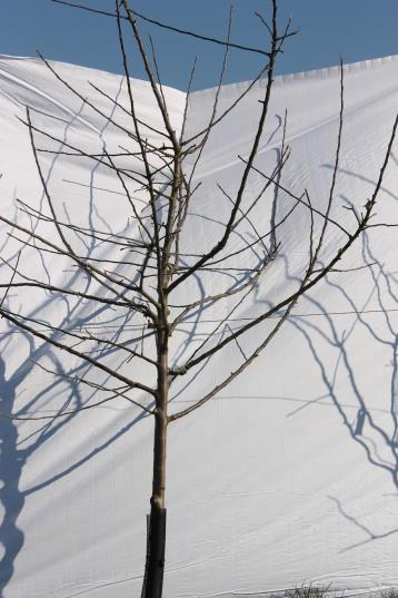 Architecture de l'arbre — Dabinet
