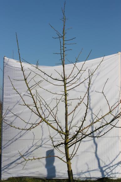 Architecture de l'arbre — Douce Coetligne