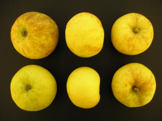 Pommes Douce Coetligne