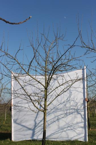 Architecture de l'arbre — Douce de l'Avent COV