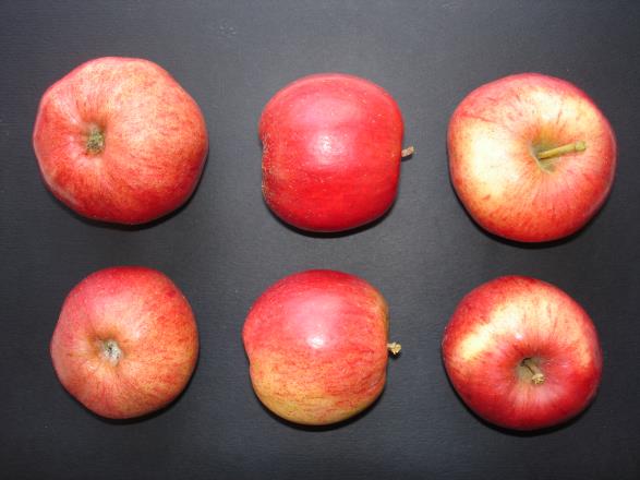 Pommes Douce de l'Avent COV