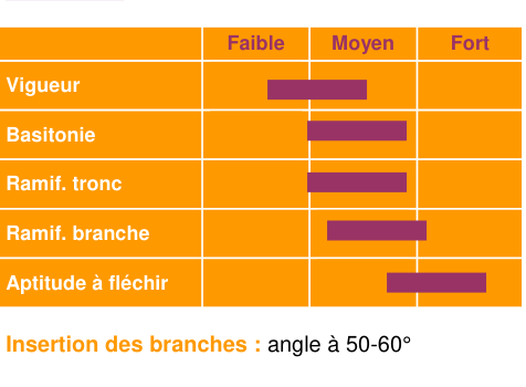 Schéma morphologique de l'arbre — Douce de l'Avent COV