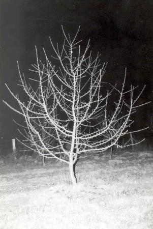 Architecture de l'arbre — Douce Moën