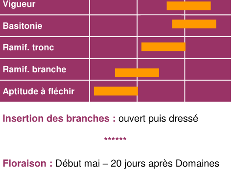 Schéma morphologique de l'arbre — Douce Moën