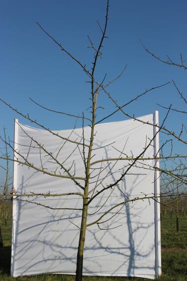 Architecture de l'arbre — Fréquin Rouge Petit