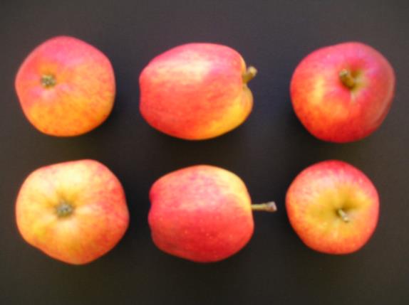 Pommes Fréquin Rouge Petit