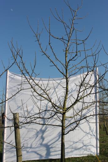 Architecture de l'arbre — Fréquinette COV