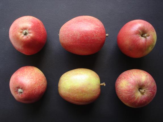 Pommes Fréquinette COV