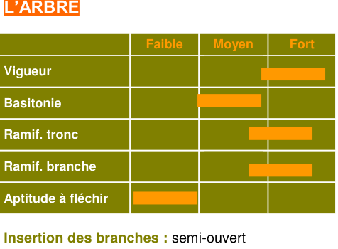 Schéma morphologique de l'arbre — Fréquinette COV