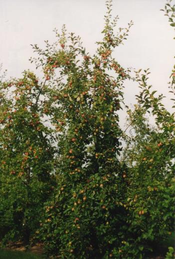 Architecture de l'arbre — Judeline®