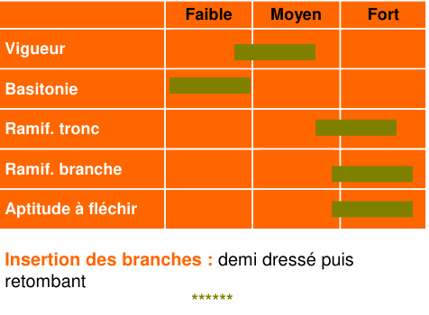 Schéma morphologique de l'arbre — Judeline®