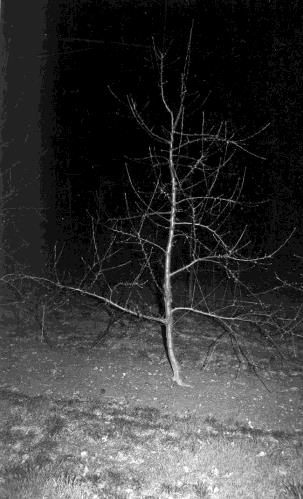 Architecture de l'arbre — Judor