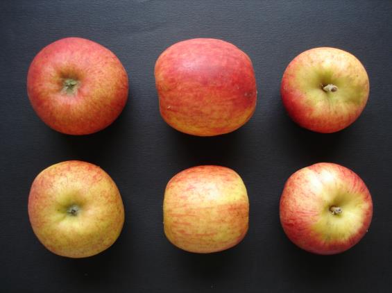 Pommes Judor