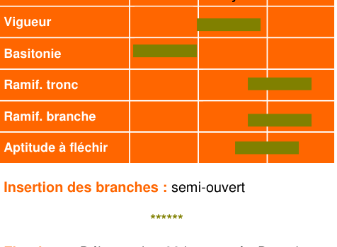 Schéma morphologique de l'arbre — Judor