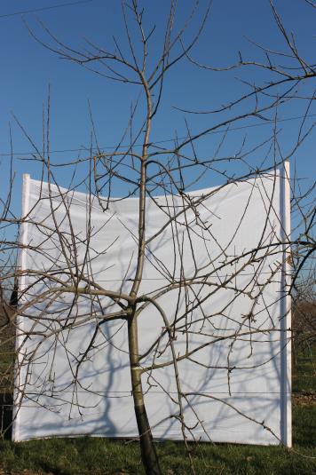 Architecture de l'arbre — Kéramère COV