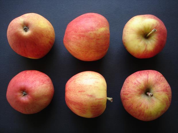 Pommes Kéramère COV