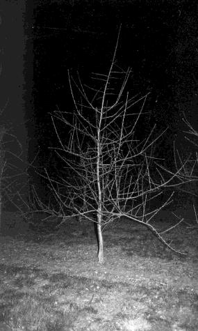 Architecture de l'arbre — Kermerrien
