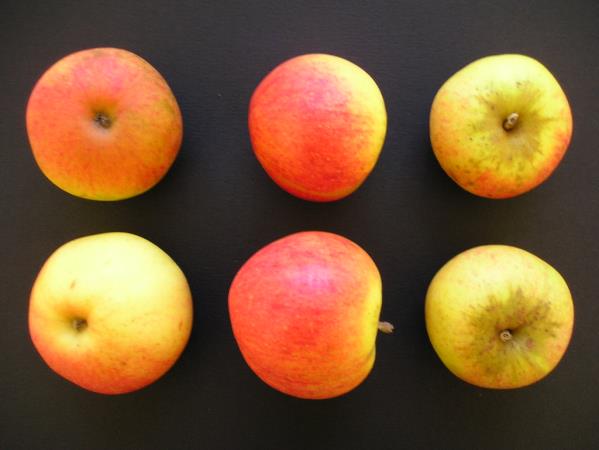 Pommes Kermerrien