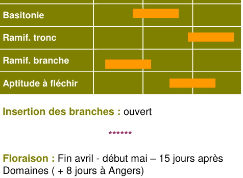 Schéma morphologique de l'arbre — Kermerrien