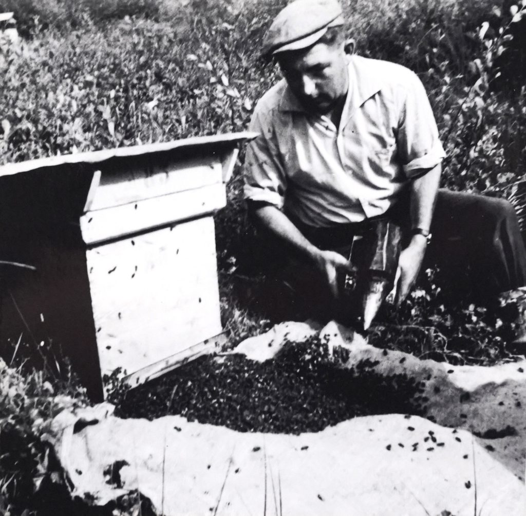 Apiculteur en casquette fumant une ruche en bois dans un pré, photo noir et blanc