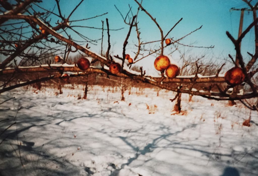 Branche de pommier enneigée avec pommes fanées sous un ciel bleu d'hiver