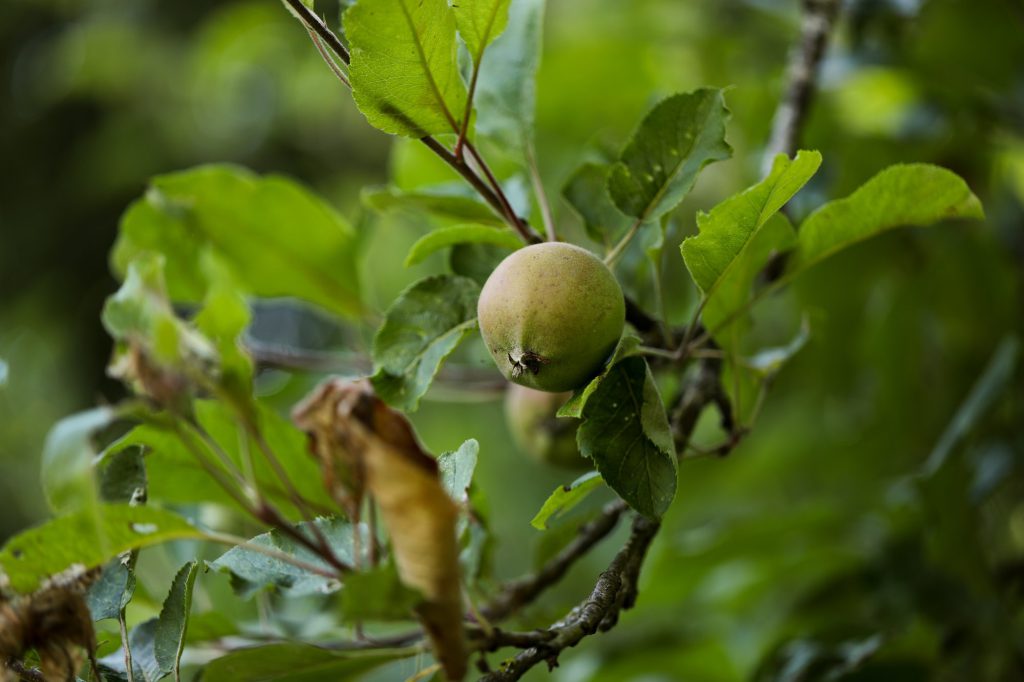 Jeune pomme verte en croissance sur une branche de pommier dans le verger