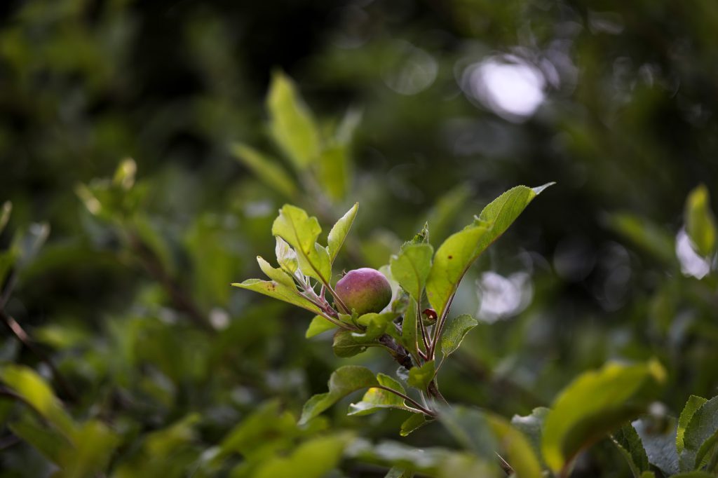 Pomme cidricole verte et rouge en cours de maturation sur branche de pommier
