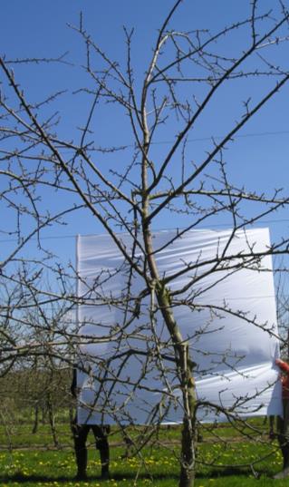 Architecture de l'arbre — Marie Ménard