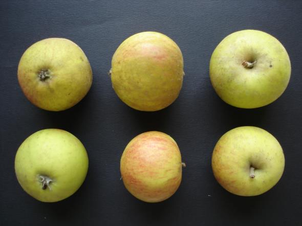 Pommes Marie Ménard