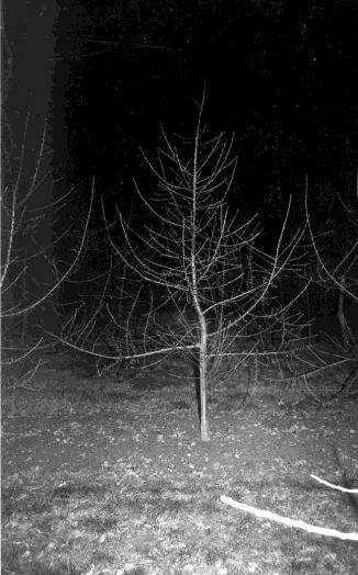 Architecture de l'arbre — Petit Jaune