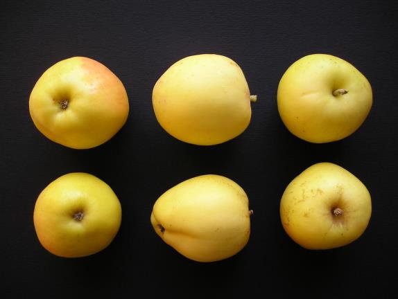 Pommes Petit Jaune