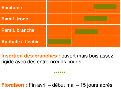 Schéma morphologique de l'arbre — Petit Jaune