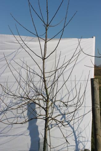 Architecture de l'arbre — Saireline COV