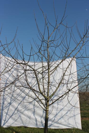 Architecture de l'arbre — Tréladienne COV