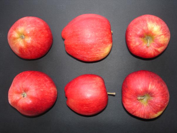 Pommes Tréladienne COV